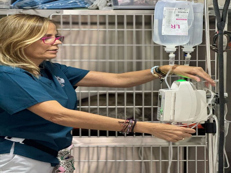 Promociones y ofertas mensuales especiales en servicios veterinarios