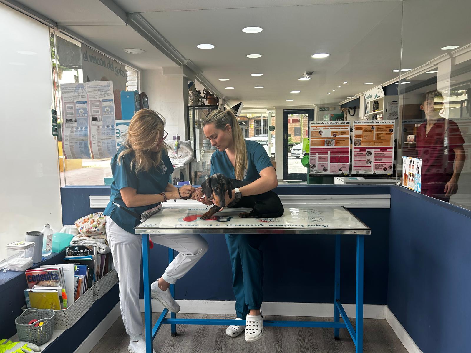 Promociones y descuentos especiales en servicios veterinarios para mascotas
